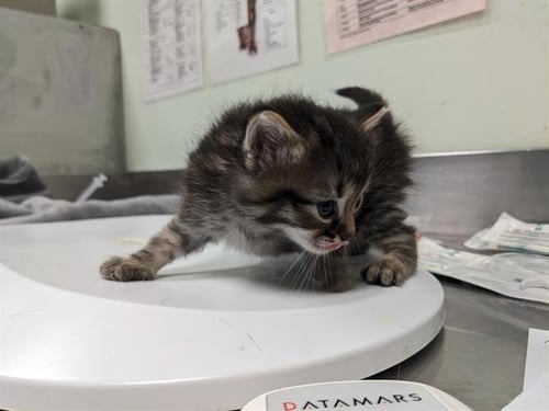 BOWIE* - Domestic Short Hair available for adoption