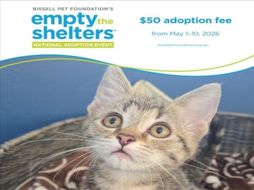 SPRITE* - Domestic Short Hair available for adoption