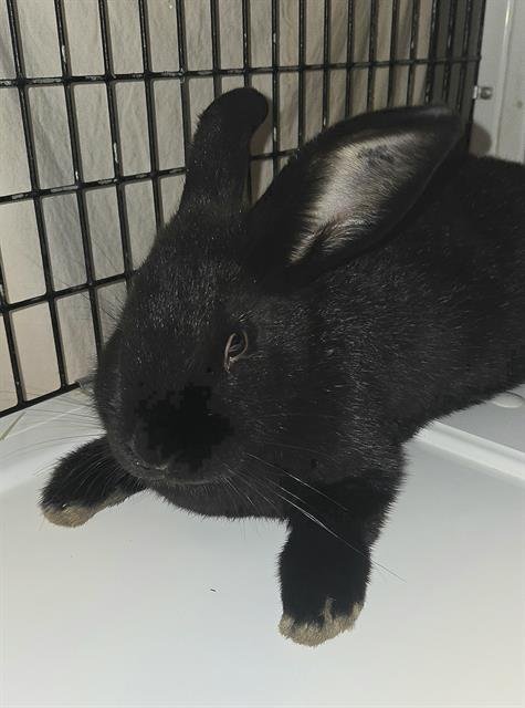 SQUID* - Shorthaired Rabbit available for adoption