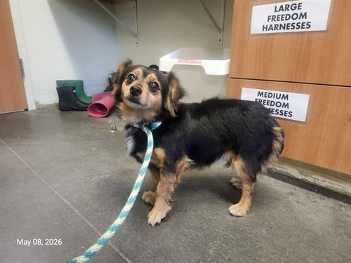 COOKIE - Cavalier King Charles Spaniel available for adoption