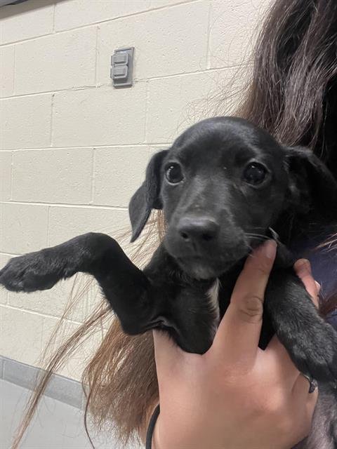 PATTI* - Doberman Pinscher / Miniature Schnauzer available for adoption