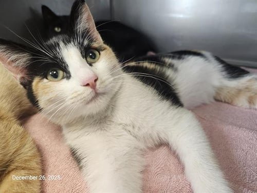 BETSY* - Domestic Short Hair available for adoption