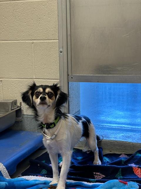 POPPI - Chihuahua available for adoption