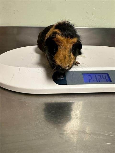SIOUXSIE - Guinea Pig available for adoption