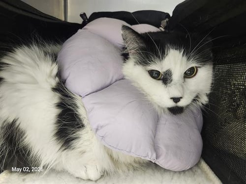 ELEANOR - Domestic Medium Hair available for adoption