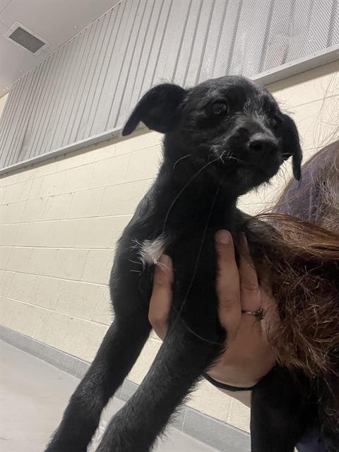LEMMY* - Doberman Pinscher / Miniature Schnauzer available for adoption