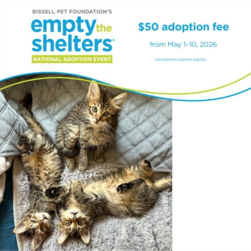 FOZZIE* - Domestic Medium Hair available for adoption