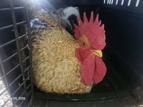 SIR CHEEPS A LOT - Chicken available for adoption