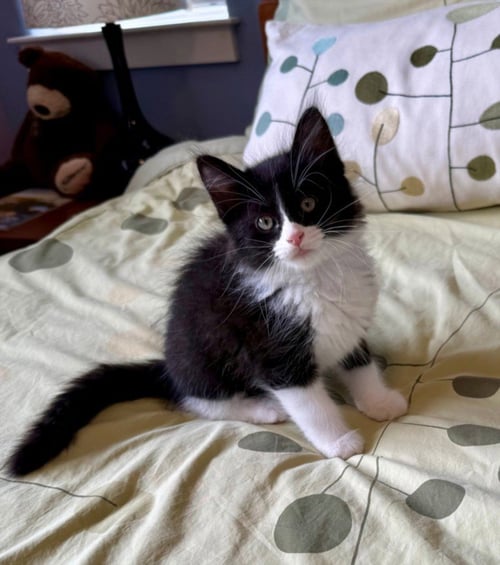 GENESIS* - Domestic Medium Hair available for adoption