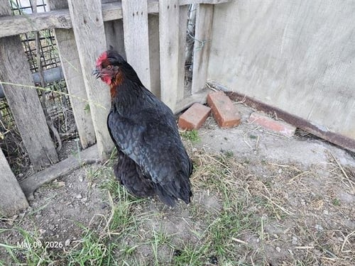 OLIVIA* - Chicken available for adoption