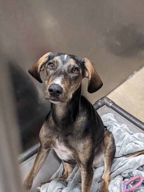 KAI* - Saluki / Vizsla available for adoption