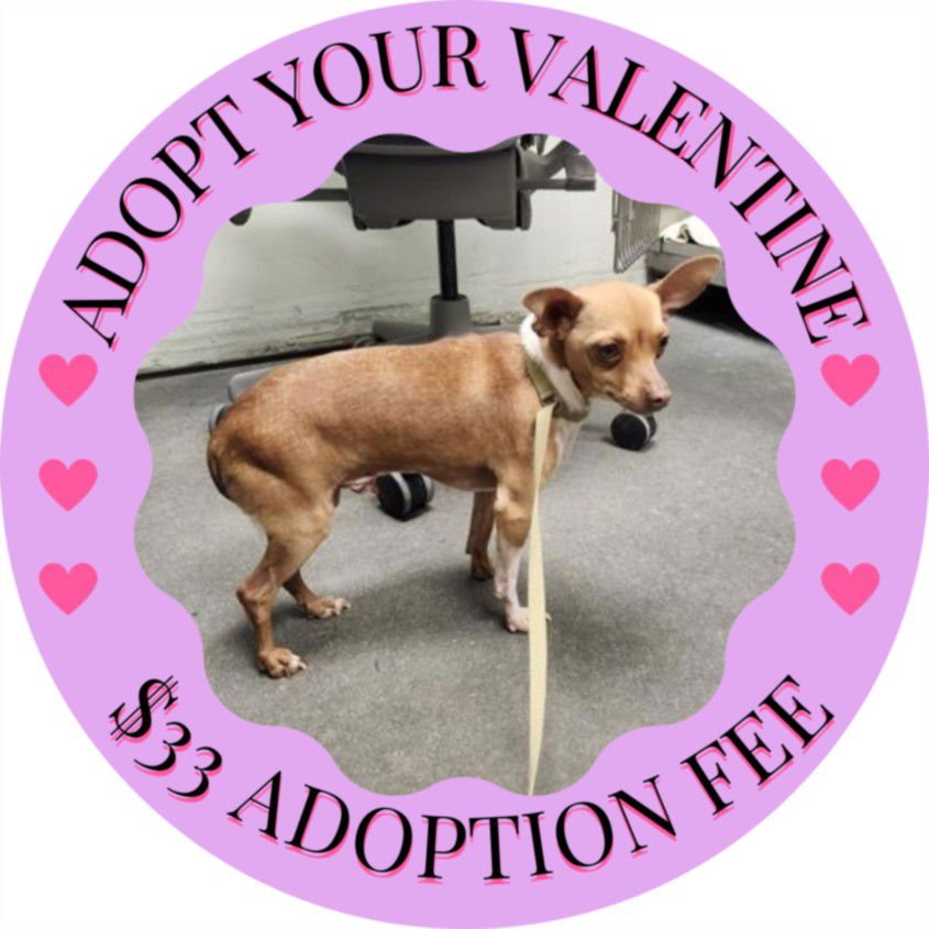 MICKEY - Chihuahua / Miniature Pinscher available for adoption
