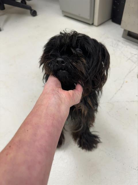 KIKI* - Silky Terrier available for adoption