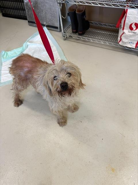 MILO* - Terrier available for adoption