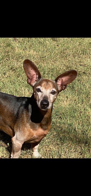 SIMON - Dachshund / Chihuahua available for adoption