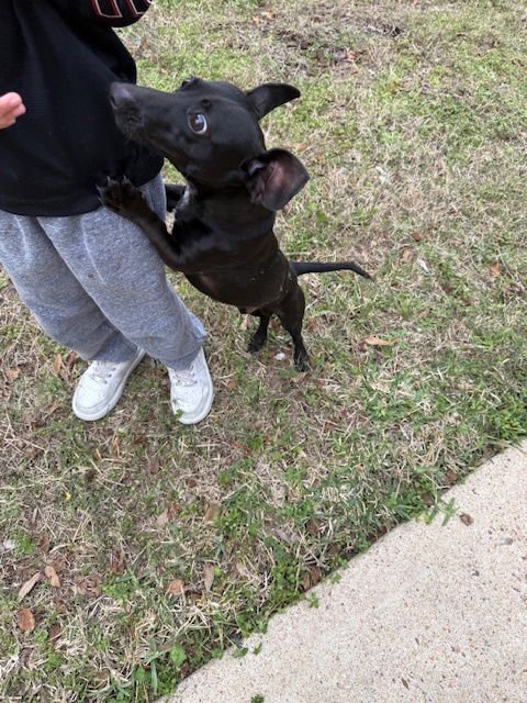 ADONIS CREED - Dachshund available for adoption
