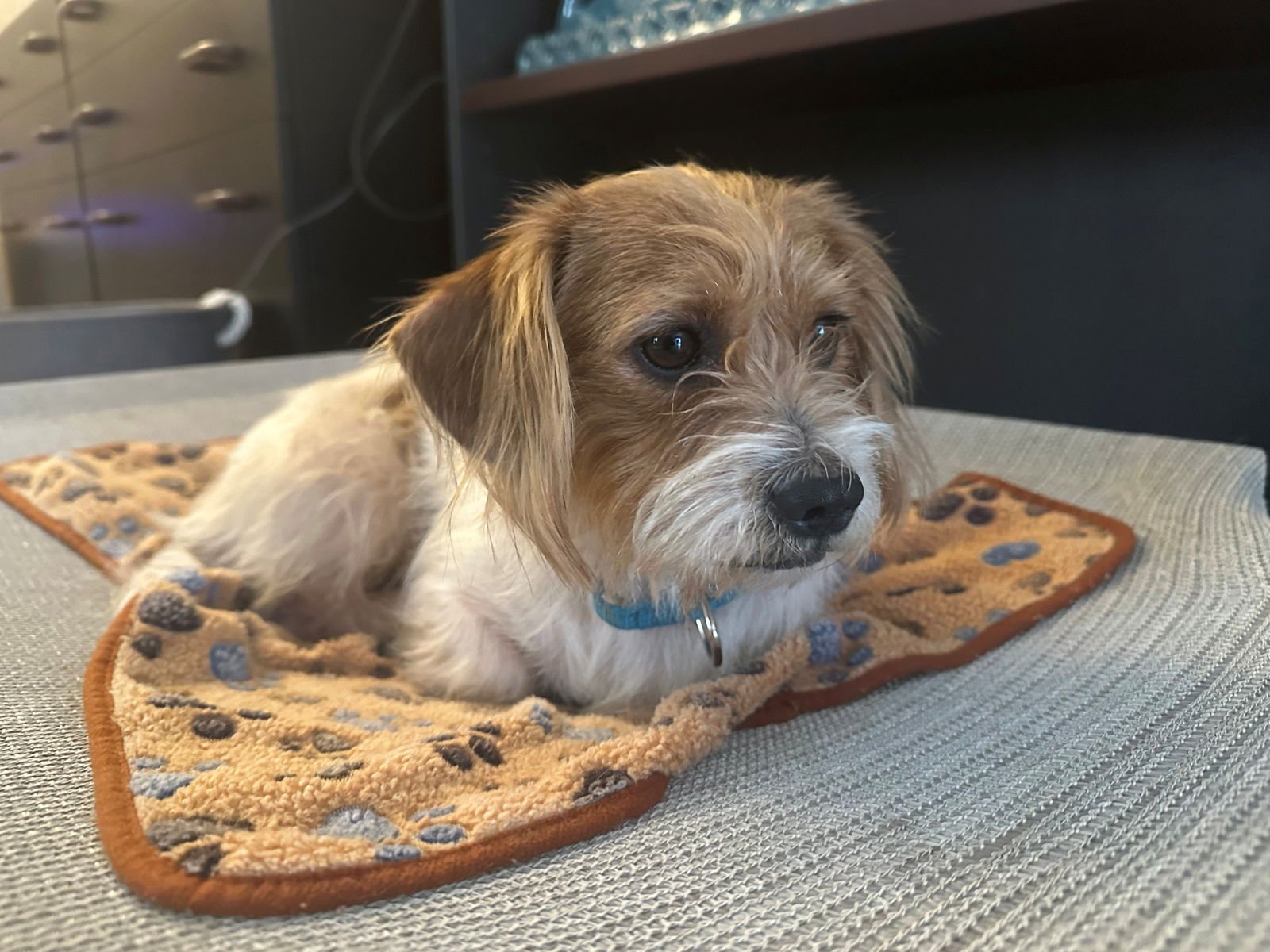 HENRY - Dachshund available for adoption