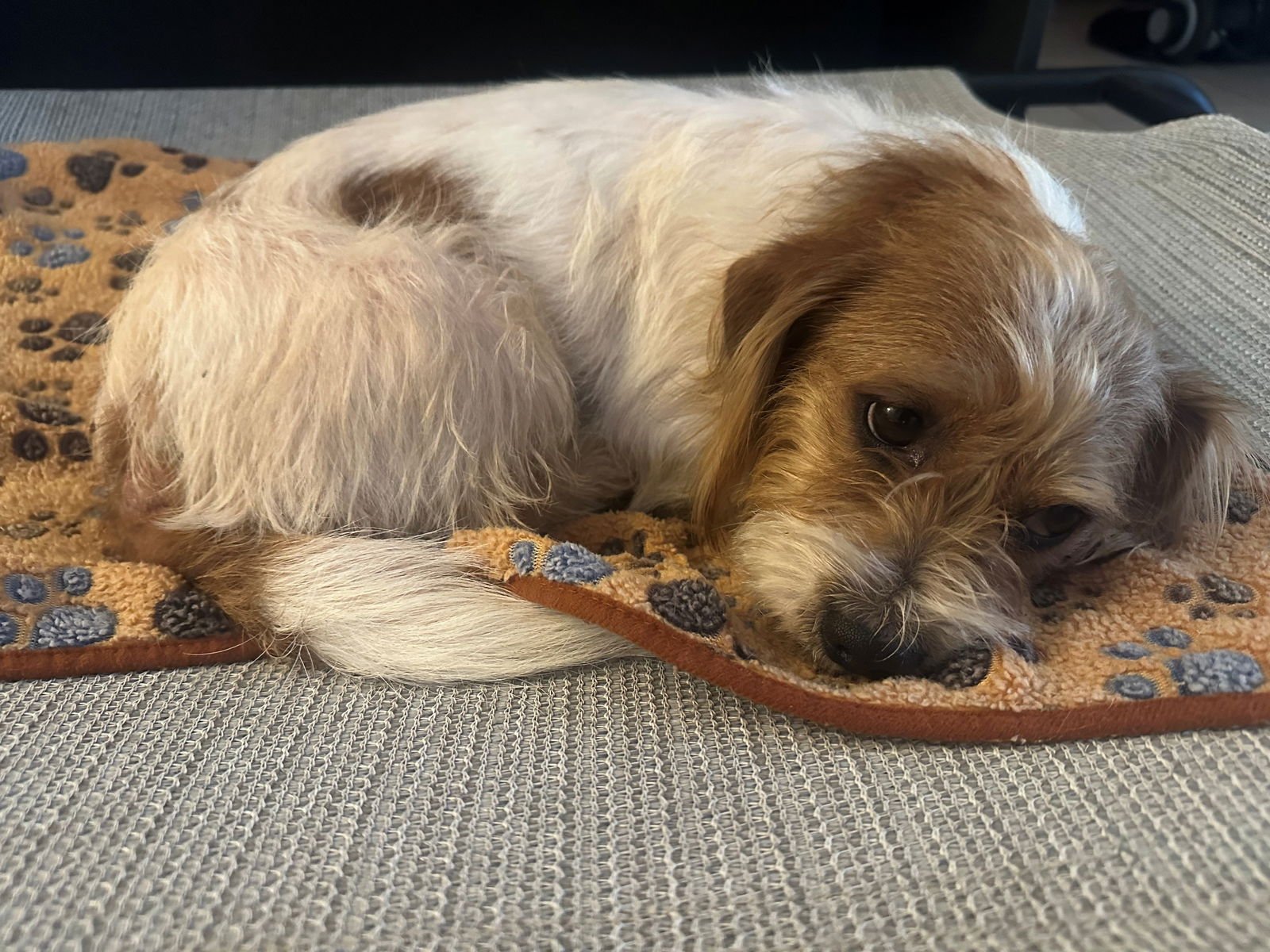 HENRY - Dachshund available for adoption