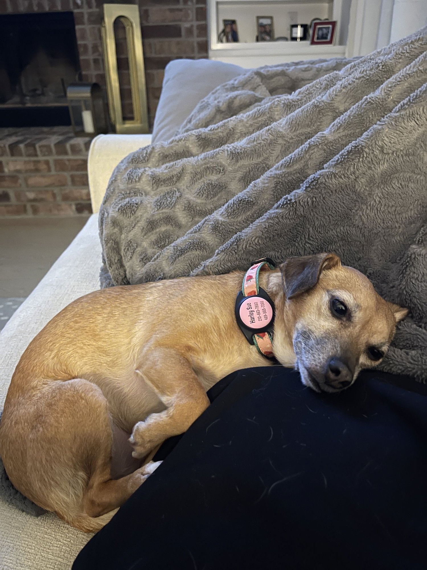 HARLEY - Dachshund available for adoption