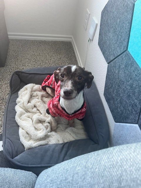 SLINKY - Dachshund / Terrier available for adoption