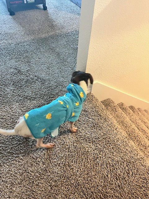 SLINKY - Dachshund / Terrier available for adoption