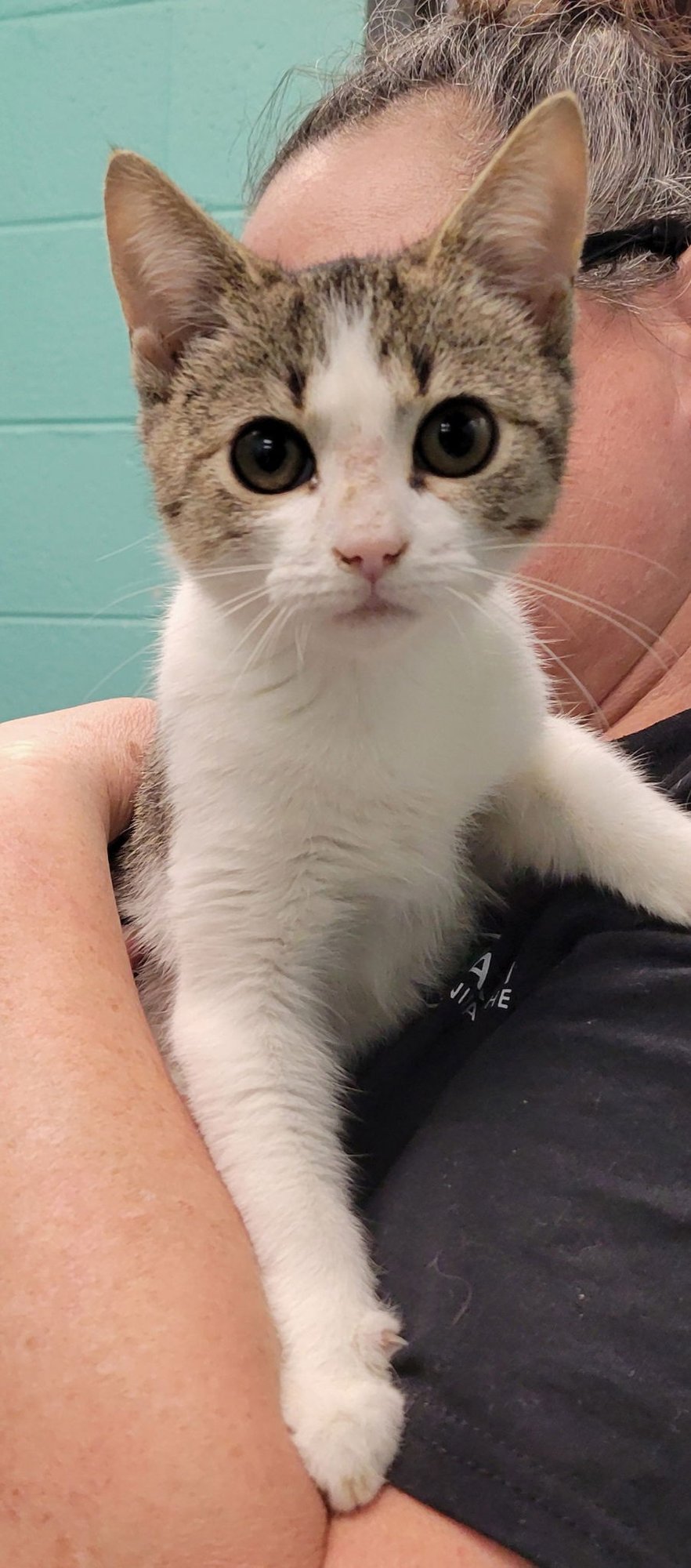 SPRINKLES - Domestic Short Hair available for adoption