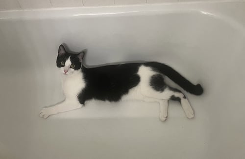 PEPE - Domestic Short Hair available for adoption