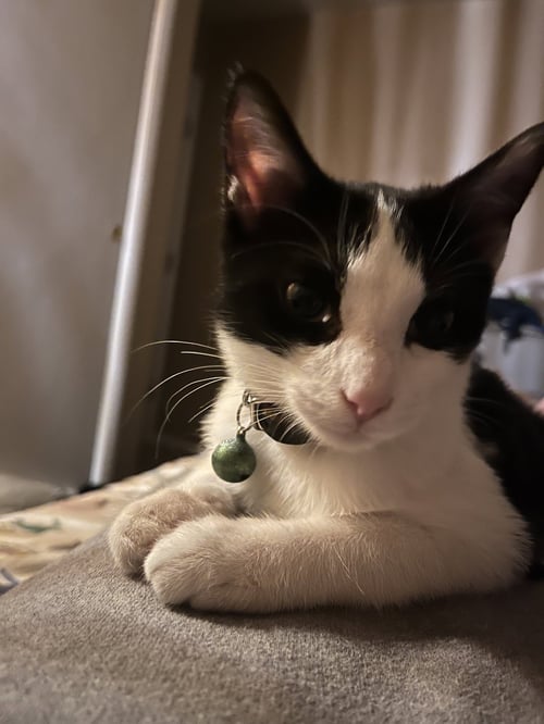 PEPE - Domestic Short Hair available for adoption