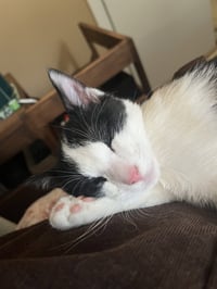 Pepe - Photo 3