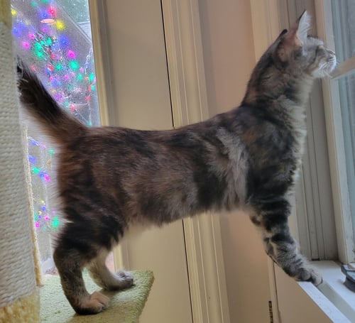 JAZZY - Domestic Long Hair available for adoption
