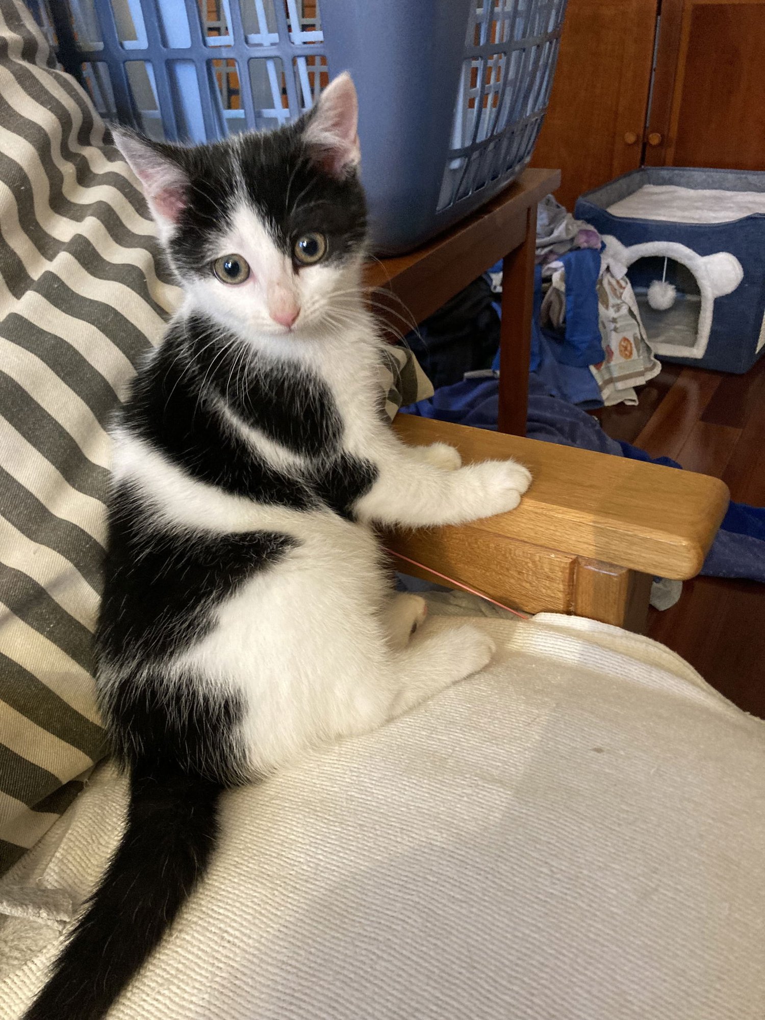 BONNY - Domestic Short Hair available for adoption