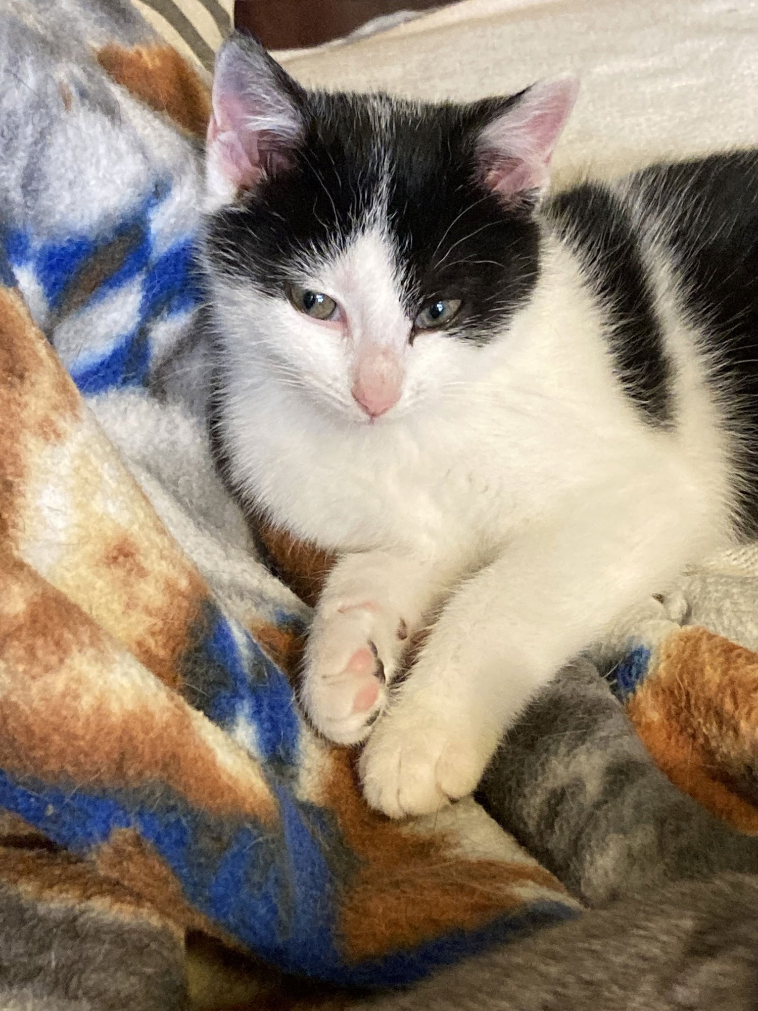 BONNY - Domestic Short Hair available for adoption