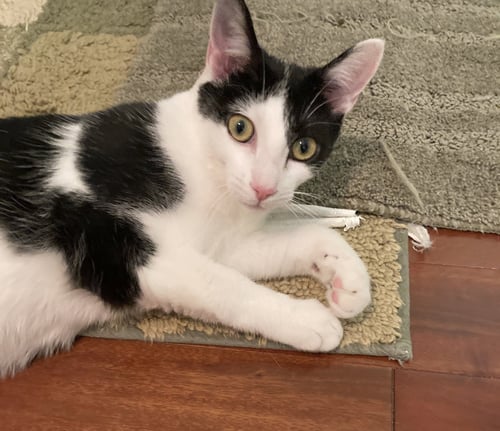 BONNY - Domestic Short Hair available for adoption