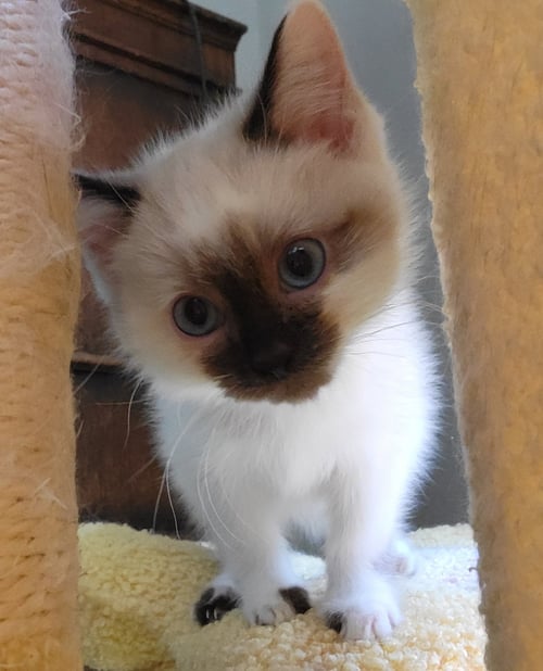 PENNE - Siamese for adoption in Knoxville