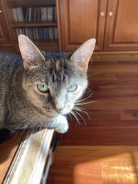 Skippy - Photo 3