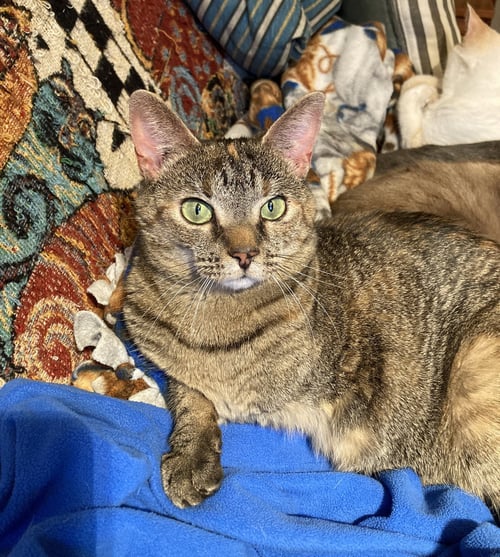 SKIPPY - Domestic Short Hair available for adoption