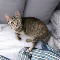Skippy - Photo 4