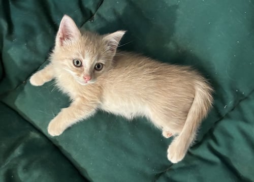 NIBLET