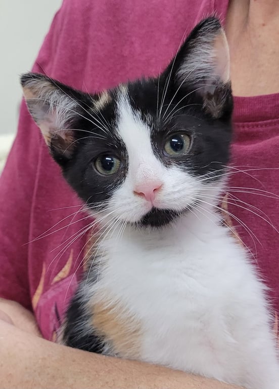 Sabrina Image