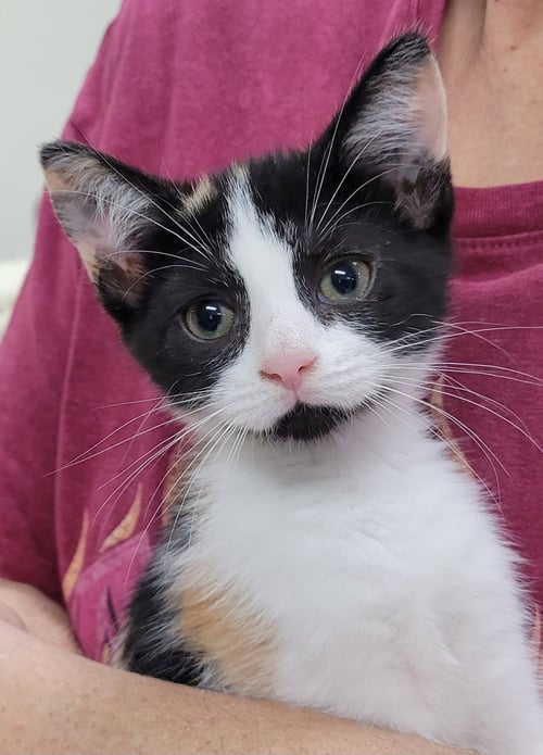 SABRINA - Domestic Short Hair for adoption in Knoxville