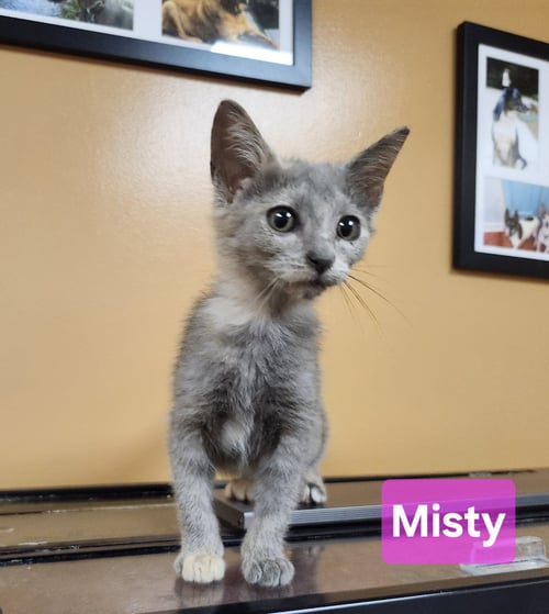 MISTY - Domestic Short Hair / Dilute Tortoiseshell available for adoption