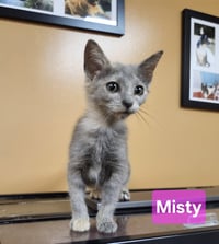 Misty - Photo 3