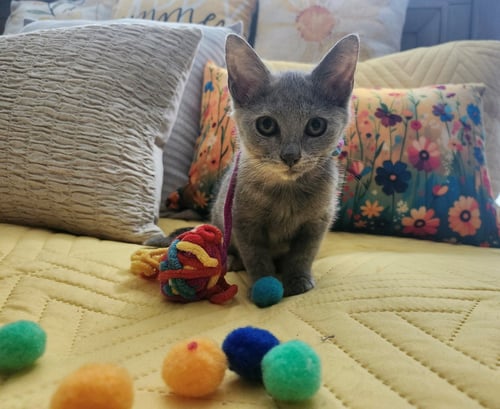 MISTY - Domestic Short Hair / Dilute Tortoiseshell for adoption in Knoxville
