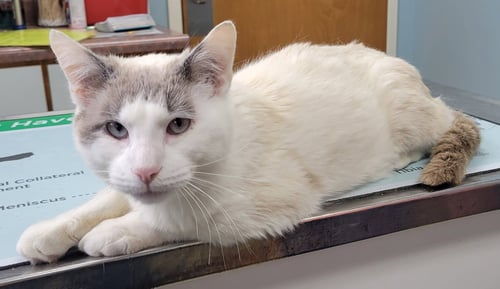 KEN - Siamese / Snowshoe available for adoption