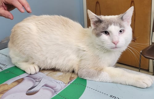 KEN - Siamese / Snowshoe available for adoption