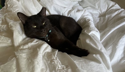 RUBY - Domestic Short Hair available for adoption