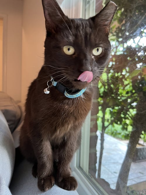 RUBY - Domestic Short Hair available for adoption