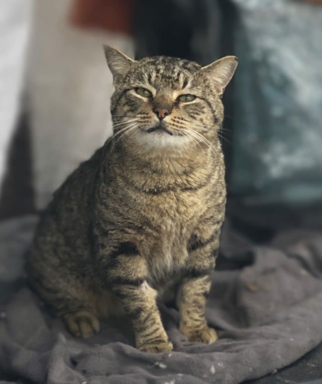 BOB - Bobtail available for adoption