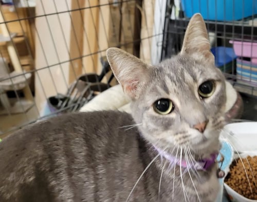 SUNNY - Domestic Short Hair available for adoption