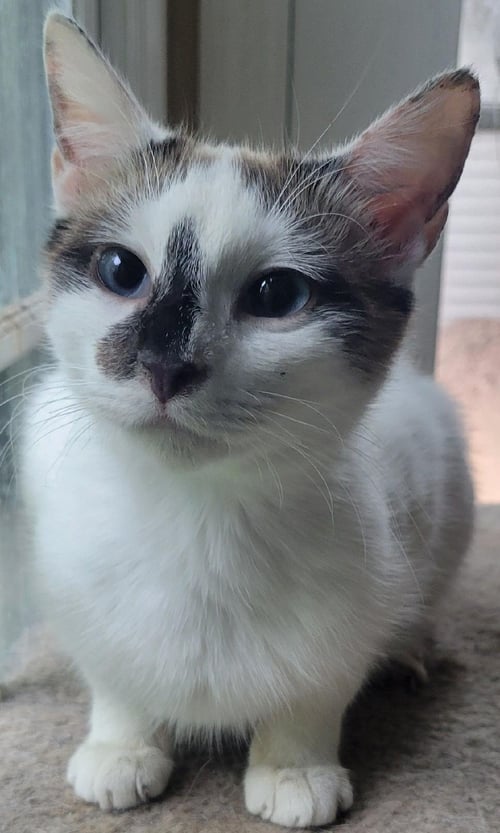 MANICOTTI - Siamese / Snowshoe available for adoption